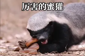 平头哥蜜獾大战鼹鼠蛇和毒蝎子#神奇的大自然 #内容启发搜索 #神奇的闲鱼视频封面