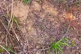 2025年第一个钱串子，这是什么蛇？#这是什么蛇视频封面