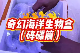 新一期海洋生物盒，这回有砗磲哦～ #诺亚方缸 #私人海洋