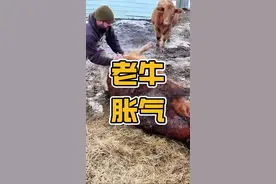 牛肚子胀气放气的时候居然可以点着火 #野生动物零距离