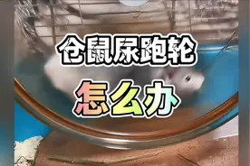 仓鼠尿跑轮怎么办？方法很简单，但我更希望大家可以知道原因视频封面
