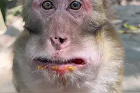 猴子来吞后续（吞着吞着打人了！）#神奇动物在抖音 #猴子