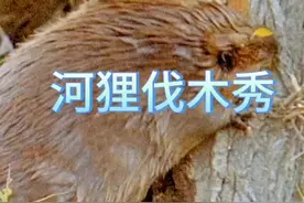 河狸能在几小时内放倒一棵大树 #河狸 #动物世界