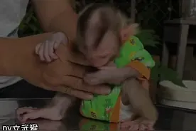 挺粘人#发疯猴子 #猴子🐒 #猴子成精 #神奇的猴子 #膏药猴