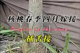 核桃树四月份嫁接推荐使用方法，成活率可达98%以上 #果树嫁接 #核桃嫁接 #来抖音学农技 #内容启发搜索 #技术分享视频封面