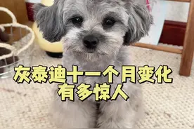 灰泰迪十一个月的变化有多惊人？ #是宠物更是家人 #萌宠日常记录 #灰泰迪 #灰泰迪幼犬 #灰泰迪返灰