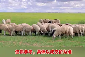 甘肃武威地区羊价行情 #内容启发搜索 #甘肃 #武威 #羊价行情#牛羊大班长视频封面