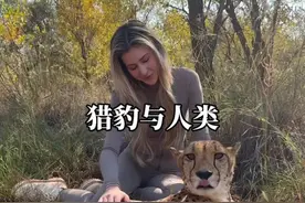 猎豹主动靠近人类背后的故事#奇妙的动物 #内容启发搜索
