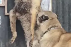 偷羊的野狼被坎高犬抓住了 #野生动物零距离 #坎高犬对抗狼群