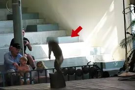 猴子袭击小男孩，太惊险了！#动物世界 #猴子视频封面