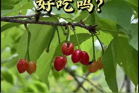 观赏樱花结的果，小小的红彤彤，能吃吗？好吃吗？#樱桃 #樱花#恩特尔 #自然奇境科普季 #春日盛放视频封面