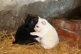 差点被抛弃的两只田园犬妹妹后续 小流浪终于有家了#流浪狗领养 #温暖治愈#中华田园犬视频封面