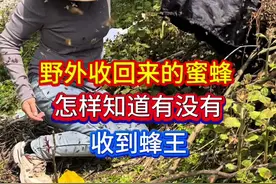怎样知道有没有收到蜂王 野外收回来的蜜蜂怎样知道有没有收到蜂王，教你三招，轻松辨别。我每天毫无保留的分享各种蜜蜂养殖技术，就是想让您在养蜂路上少走弯路，还想看到您免费的红心和关注。新手朋友可以点个收藏，以便您随时观看。话不多说直接讲干货，1，收蜂时看蜜蜂有没有大批量进入收蜂笼，像这种情况说明蜂王已经进去了，2，蜜蜂收好后全部爬到收蜂笼顶部结团而且很安静，说明蜂王在里面，3，过箱后蜜蜂比较安静，第二天蜜蜂在巢门口有规律的进出，说明有蜂王，如果过箱后蜜蜂在蜂箱附近到处乱飞好像在找什么东西似的说明这群蜜蜂没有蜂王，你是用哪些方法来判断蜂群有没有收到蜂王的呢，欢迎打在评论区我们共同探讨共同走好养蜂之路#蜜蜂 #养蜂人 #诱蜂 #蜜蜂养殖 #养蜂技术分享 @蜂妹子小号 @DOU+小助手 @抖音创作小助手 @创作灵感小助手
