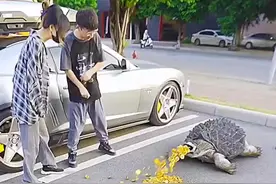 这难道就是传说的金龟子吧！ #搞笑视频#搞笑配音#搞笑