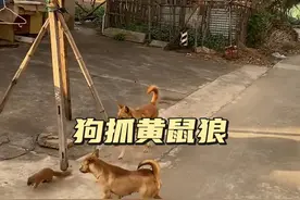 土狗与黄鼠狼 黄鼠狼错判土狗终遭杀身之祸#解说版动物世界#看动物世界品百味人生 #神奇动物在抖音 #内容启发搜索