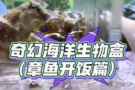 开到什么养什么！蓝环章鱼开饭了！ #诺亚方缸
