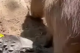 #冒险者日记 #沉浸式卡皮巴拉扮演手游 对这种萌到蠢的东西没有一点抵抗力啊！