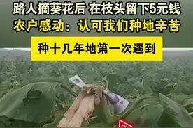 路人摘葵花后 在枝头留下5元钱，农户感动：认可我们种地辛苦，种十几年地第一次遇到 