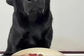 食物动力特别强，看到吃的就流口水！##当你有只嘴馋小狗 #狗狗的心思都写在脸上了 #拉布拉多 #萌宠 #视频封面