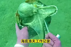 渔民在海底赶海，捕抓到大八爪鱼和会游动的扇贝#海底捕鱼
