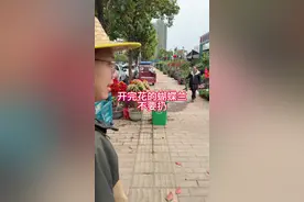 蝴蝶兰开完花后不要扔，这样操作很快就会长新花箭#蝴蝶兰 #爱生活爱养花 #花卉绿植