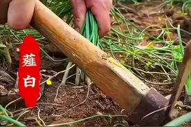 它不仅是一种美味的野菜，根还有名的中药材薤白！#薤白 #野菜  #识百草