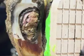 今天复查一下感染的牛蹄#解压 #极度舒适 #修蹄