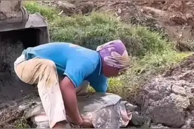 这是我见过最大的甲鱼 #甲鱼#真实户外视频封面