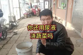 你还在用尿液浇蔬菜吗？别随便了，记住这几点 #新农人计划2024