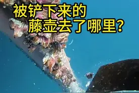 被铲下来的藤壶去了哪里？#科普 #解压 #藤壶 #藤壶清理