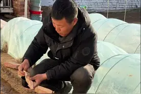 春季豆角什么时候种？怎么种？#种植小技巧 #豆角种植 #豆角高产技术 #豆角种植的方法与技术