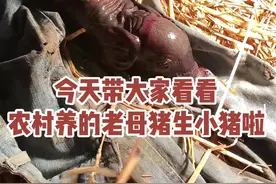 真的是出乎意料，俺家老母猪居然生了十八头小黑猪从来没有下过这么多，真的很给力阿#农村生活 #记录真实生活 #2024新农人计划 #三农 #我的乡村生活视频封面