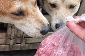 #用抖音记录卡车生活 #中华田园犬