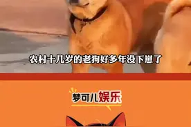 农村老狗突然诞下独子，奶奶：这是接班狗。#狗是人类最忠诚的朋友 #中华田园犬视频封面