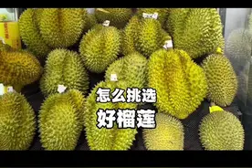 榴莲季马上要来了，金枕榴莲怎么挑？重温一下 #榴莲 #挑榴莲