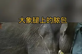 大象腿上的脓包 #野生动物零距离