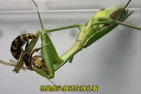 螳螂大战虎头蜂，蝈蝈大战虎头蜂，谁才是昆虫界的王者#螳螂视频封面
