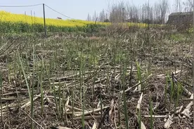 钓黄鳝 钓黄鳝的时候来了，可以下钩了#真实户外 #钓黄鳝视频封面