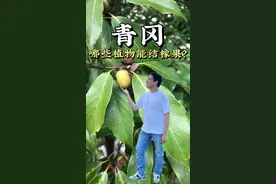 广义上的橡果是指壳斗科的栎属、椎属、柯属、青冈属等植物的果实。青冈属果实的壳斗上有同心圆这一明显的标志。橡子中富含淀粉，但也有很多涩嘴的单宁，需要处理后食用，你知道橡子还有哪些用途吗？#壳斗科 #橡子 #橡子豆腐 #青冈 #橡子凉粉