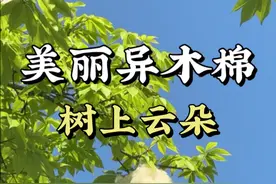 树上挂了云朵，它就是美丽异木棉的果子，炸开了，棉絮有利于传播种子，可以用来填充针头。不过木棉在我国的历史更加悠久，黎族的黎锦中就有用到木棉的棉絮。南宁的很多行道树都是美丽异木棉！#美丽异木棉 #木棉花 #黎锦 #春日盛放 #自然奇境科普季