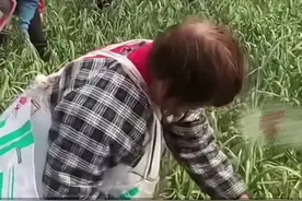 4月20日（发布），河南。一举两得！大面积大蒜不抽蒜薹长不大，种植户免费邀请上千人抽蒜薹（来源：@闯乡村的闯哥儿 ）