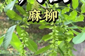 春末枫杨的果序是一道靓丽的风景，每个小果像小元宝，叶轴处有叶翅，根系发达耐水湿。#枫杨 #枫杨树 #麻柳 #春日盛放 #自然奇境科普季