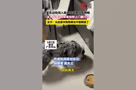 走失边牧闯入家中炫光原住民狗粮，主人半夜3点带着拖把上门要打扫，女子：从此家中狗狗再也不敢剩饭了#走失狗狗 #萌宠视频封面