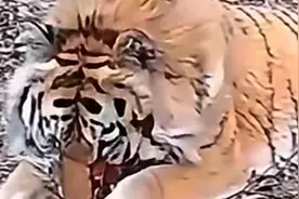 一猪二熊三老虎是什么意思都不知道就在那说 #动物世界 #科普视频封面