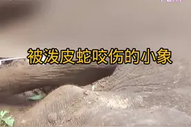 被泼皮蛇咬伤的小象 #野生动物零距离视频封面