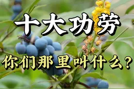 小檗(bo)科十大功劳属的十大功劳，全株可以入药，又叫土黄连。黄色花序簇生于顶端，叶子常见有狭叶和落叶，现在常用于园林绿化，你那里把它叫什么？  #十大功劳 #土黄连#阔叶十大功劳 #狭叶十大功劳 #刺黄连