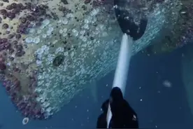 海底铲除藤壶高收入高风险的工作#有趣#解压#藤壶#内容启发搜索