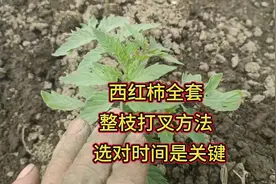 西红柿全套整枝打叉方法，啥时候打叉？啥时候打顶？看了就明白