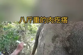 大象的克膝头有个八斤重的肉疙瘩 #野生动物零距离