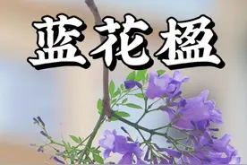 蓝花楹是少有的乔木开蓝花，花开繁盛，像蓝紫色的云雾、蓝色火焰，每年的4月中旬到5月初是盛花期，同科的黄花风铃木和紫花风铃木也是颜色鲜艳，花开满树，来分享一下它们的美照吧！#蓝花楹 #自然奇境科普季 #春日盛放 #黄花风铃木 #紫花风铃木视频封面